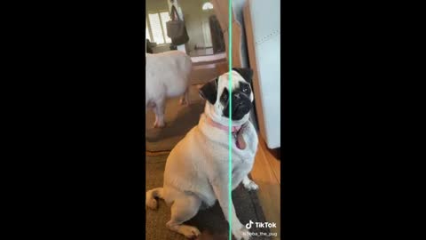 Funniest and Cutest Pug Dog Videos Compilation - Pug SOO Cute #03