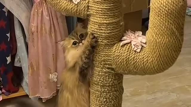 I hope my cat is healthy