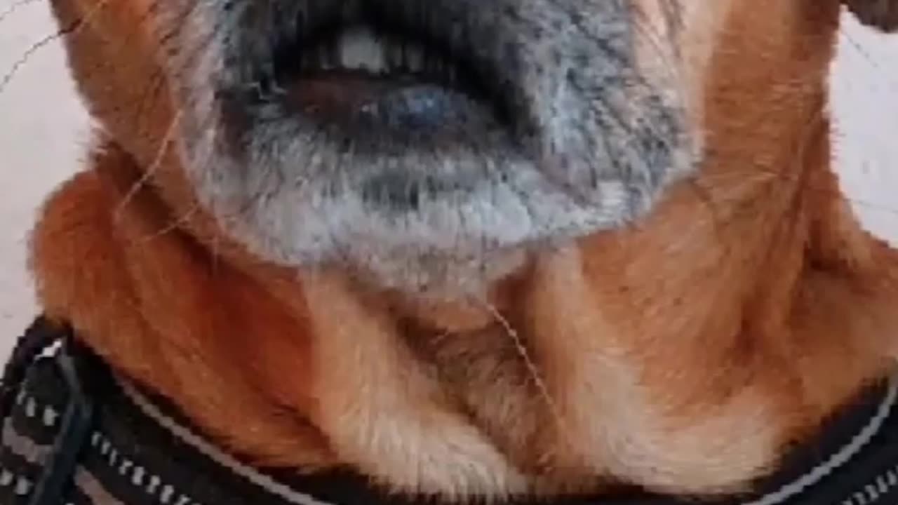 TRUTH PUPS : FOG OF WAR