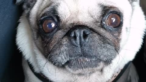 Sweet Pug