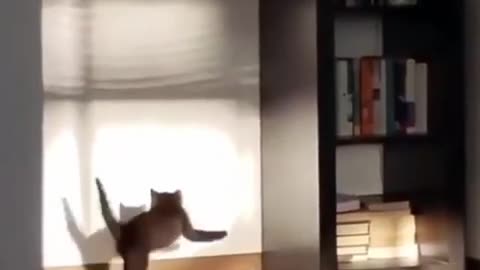 Funniest cat and dog video