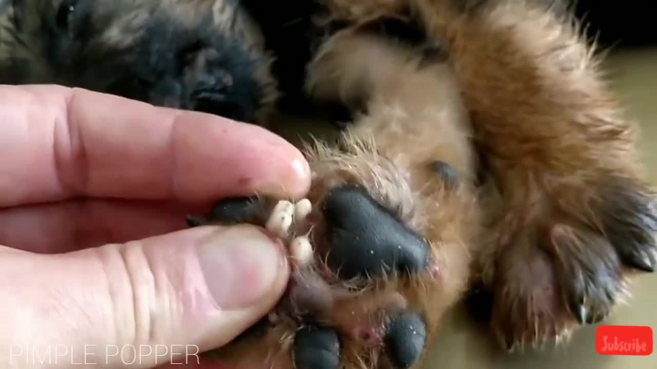 PIMPLE POPPING VIDEO OF DOGS