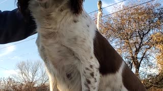 Springer Spaniel on bench