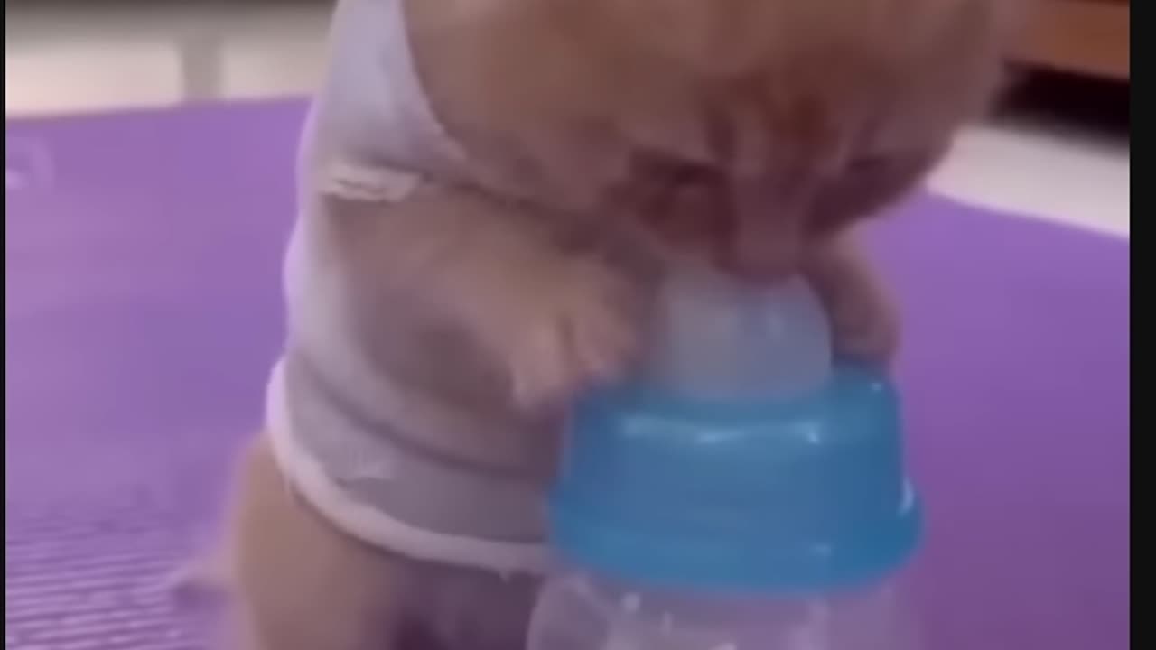 Baby cat try’s to drink milk