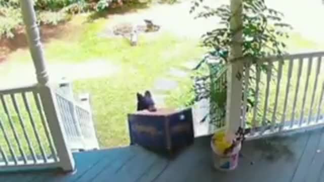 Bear Steals Amazon Package