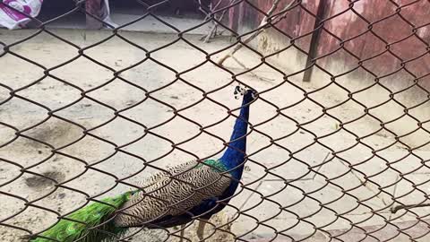 The peacock moving in the zoo.