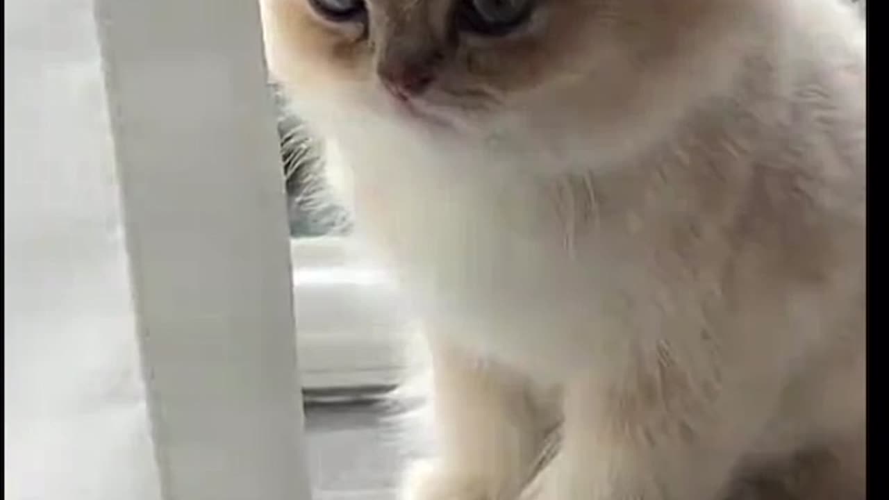 Proof that even our furry friends have their off days... 😿