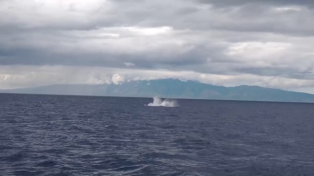 Humpback whale calf practices breaching