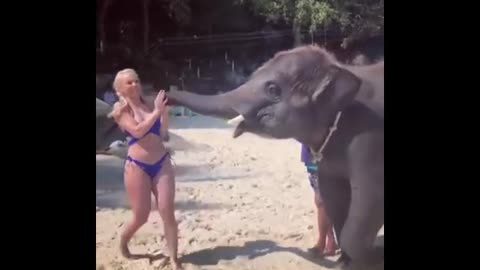 Elephant And Girl Funny Video 😛