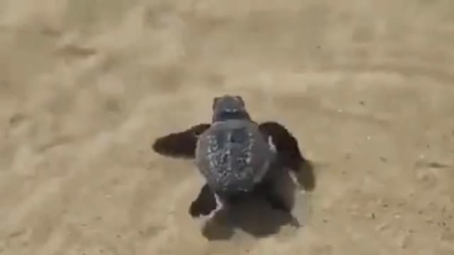 Cut Turtle