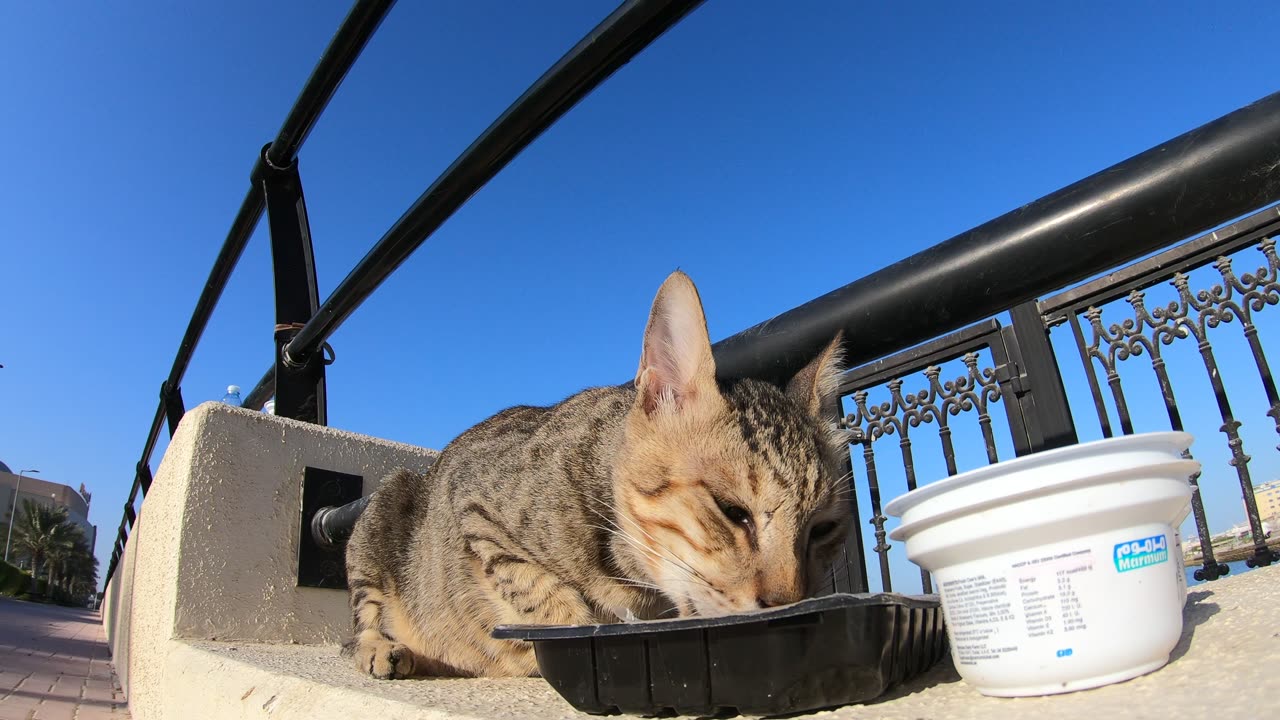 MICHAEL JACKSON - Homeless cat in Ras Al Khaimah, UAE #cat #cats #MichaelJackson #emirates #ae #UAE