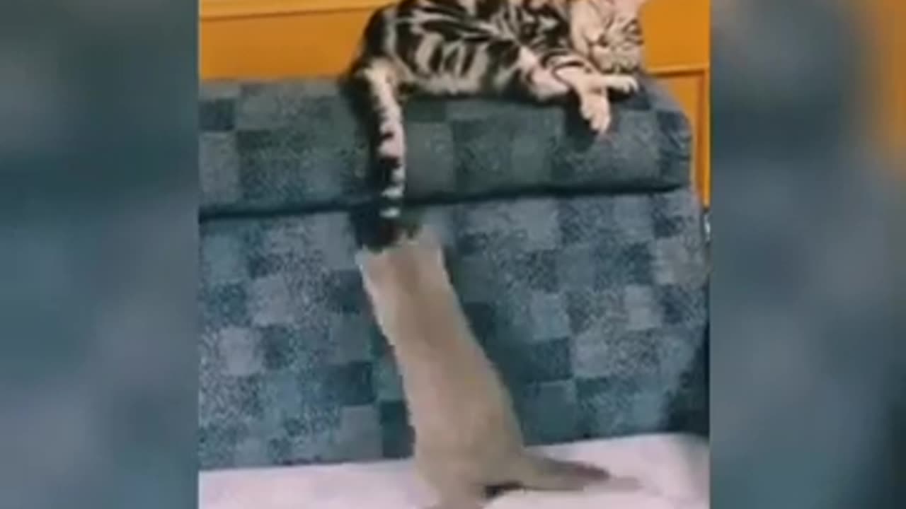 Funny. Cat 😺 videos