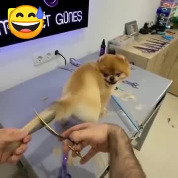 New style dog tail hair cutting