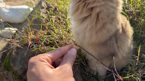So Cute And Funny Cat