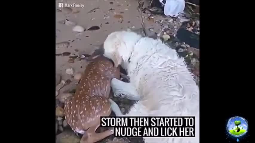 Dog Jumped Into The Water To Save A Drowning Baby Deer