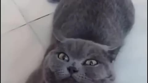Best Funny Animals Commedy