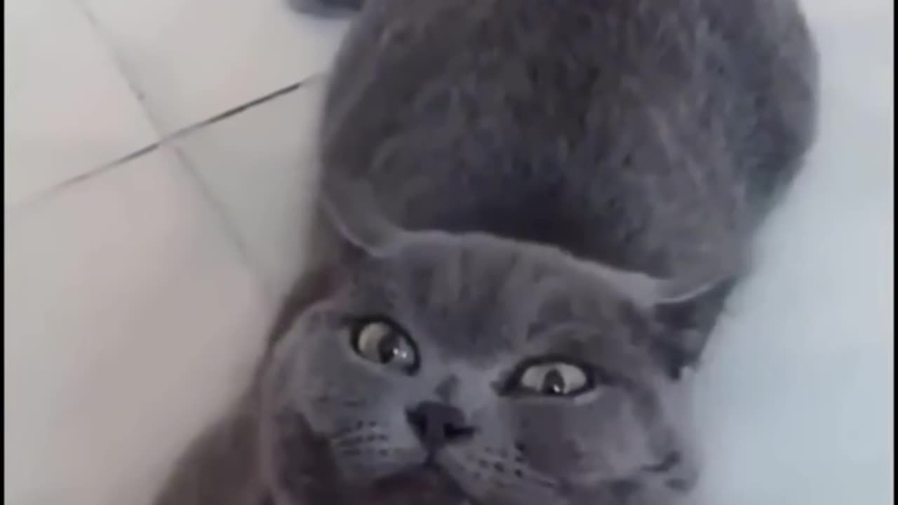 Best Funny Animals Commedy