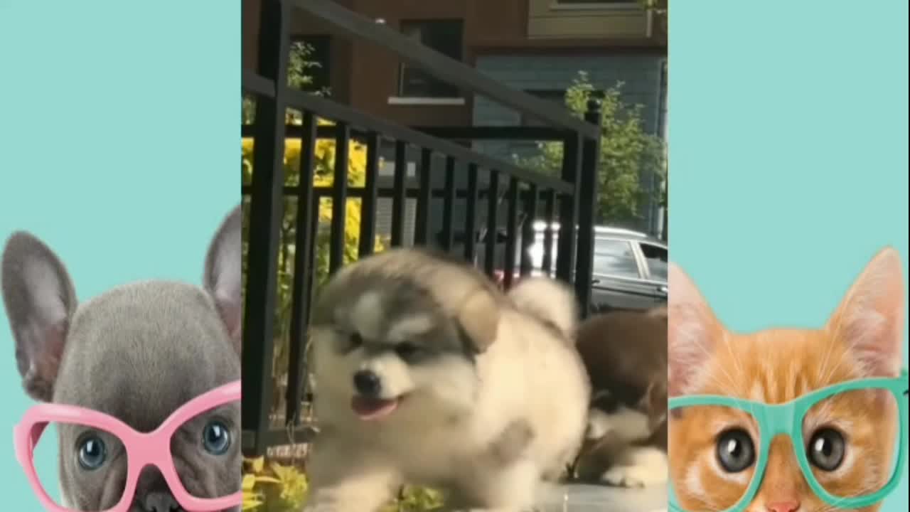 Best funny cat videos that will make you augh all day long