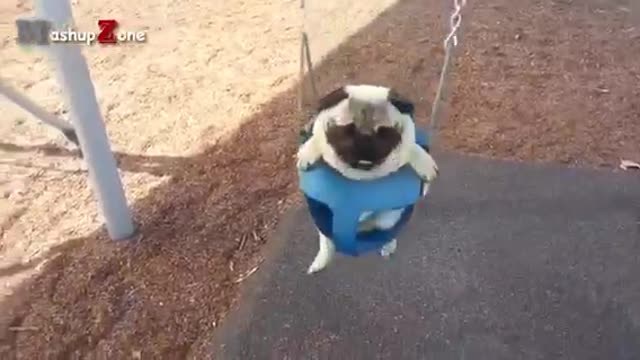 Top 10 Cute And Funny Pug Videos Compilation ||NEW HD