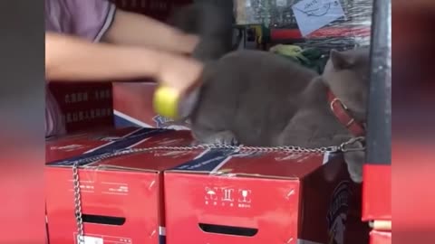Tahan tawa binatang lucu