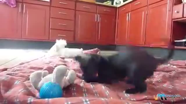 Cachorros brincando no jardim