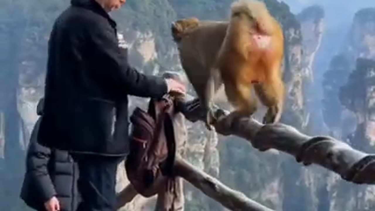 Animal funny video