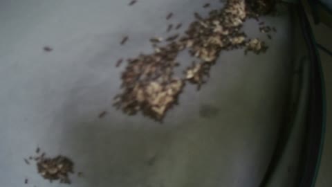 Ferocious Midwest Ants try to invade my Tent!