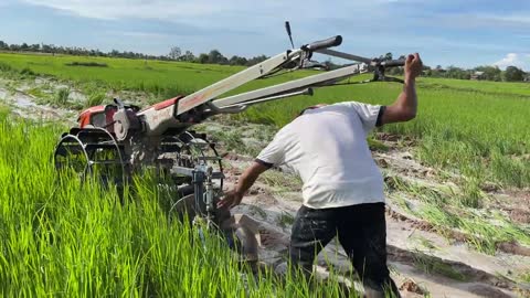 Tractor Plowed Rice Discard