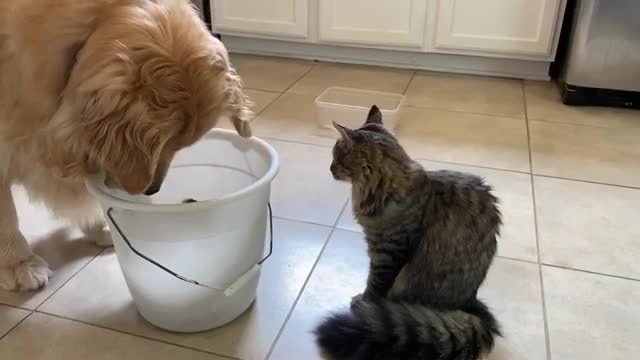 Cat Looks Apprehensive About Birds in Bucket - 1305094