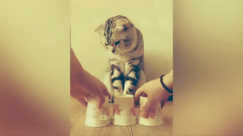 Best Viral moments of cat and cute video part 007