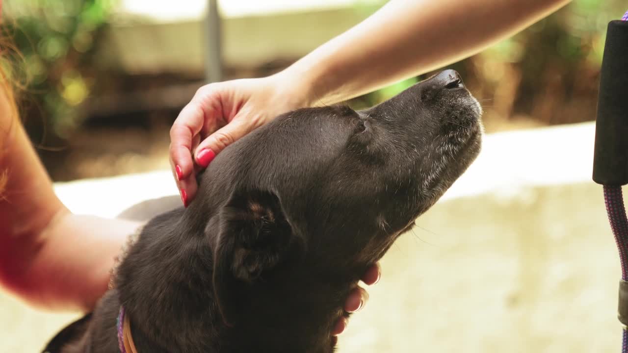 Slow Motion Footage Of A Person Showing Love To A Dog