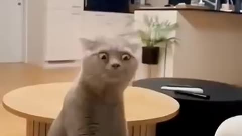 funny cats and dogs