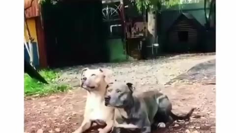 Best dog video