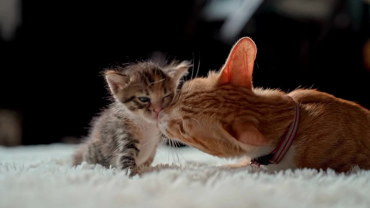 Mother cat play with baby kitten । Enjoy unlimited funny cat