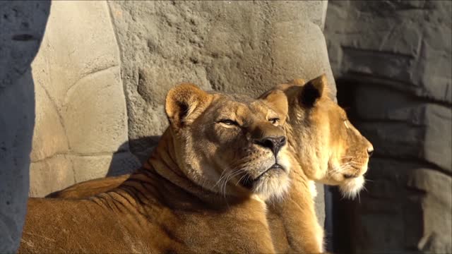 A beautiful lion yawns and shows its big teeth