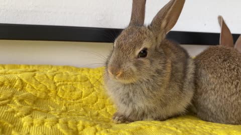 Baby Bunnies and Golden Retriever - Amazing Friendship