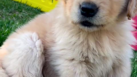 Dog video