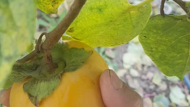 Turkish persimmon