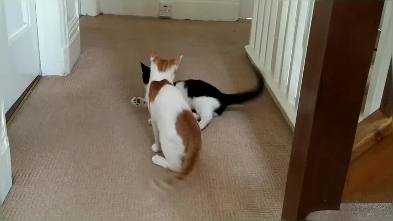 Funny ! Cat Fight