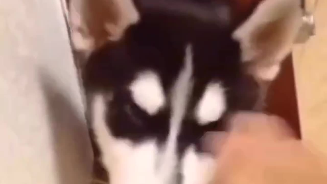 How do i enable this setting in my dog 😂😂😂