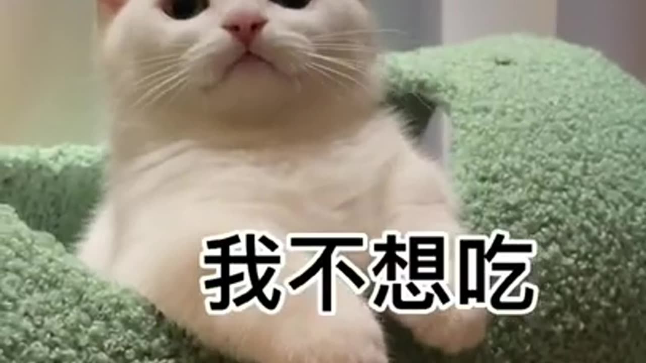 Aww Cute Cats Videos #catmeow Funny Cats Videos Compilation😹 Baby cat videos #shorts 6