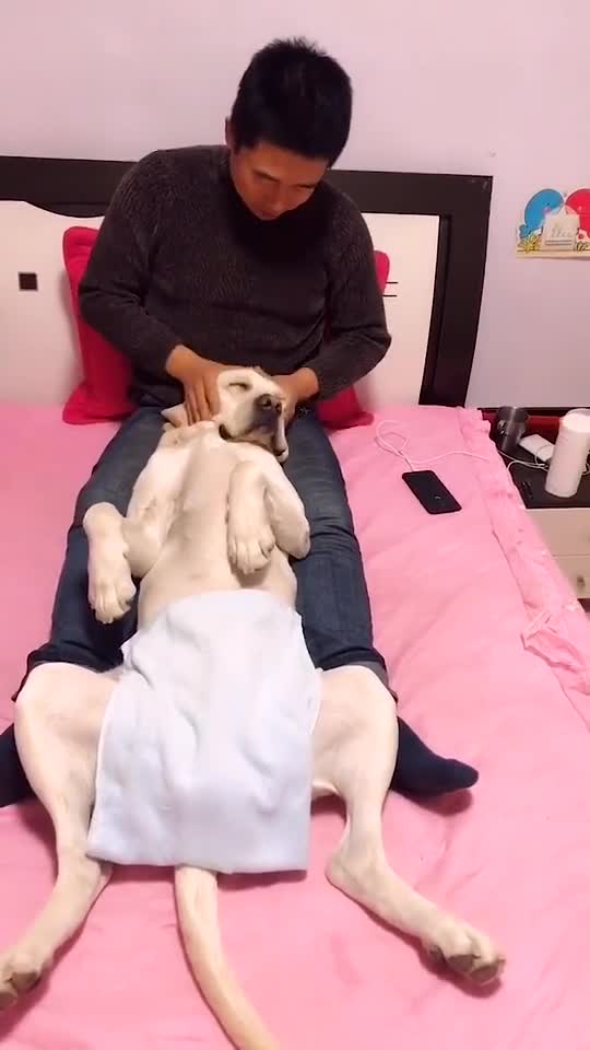 DOG HAVING A SPECIAL MASSAGE.mp4
