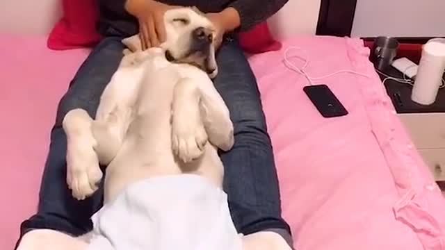 DOG HAVING A SPECIAL MASSAGE.mp4