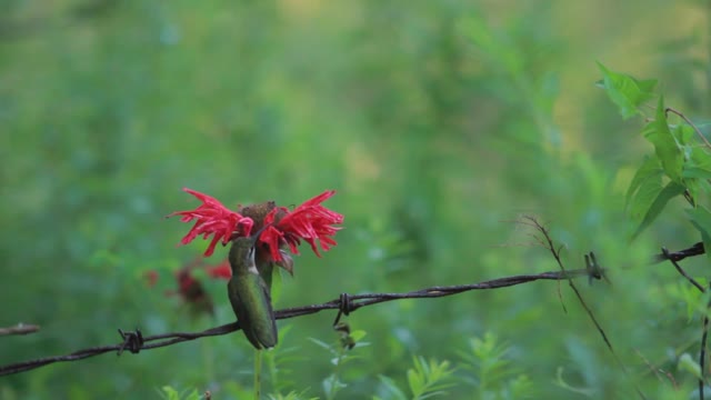 Hummingbird In Slow Motion,Hummingbird In Slow Motion video,Animal video,Animal