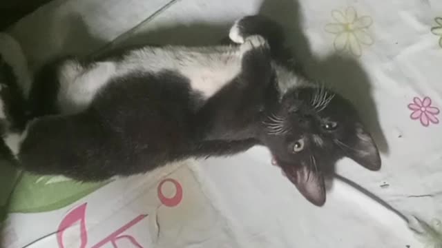 Meu gatinho é tão fofinho