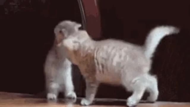 Cats funny video and fighting together