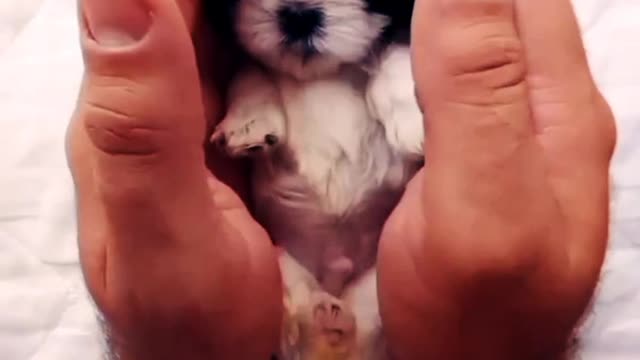 Ohho so sweet small Dog shorts