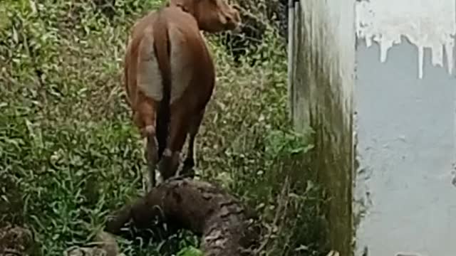 Sapi terpisah dari kelompoknya