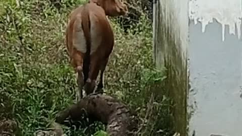 Sapi terpisah dari kelompoknya