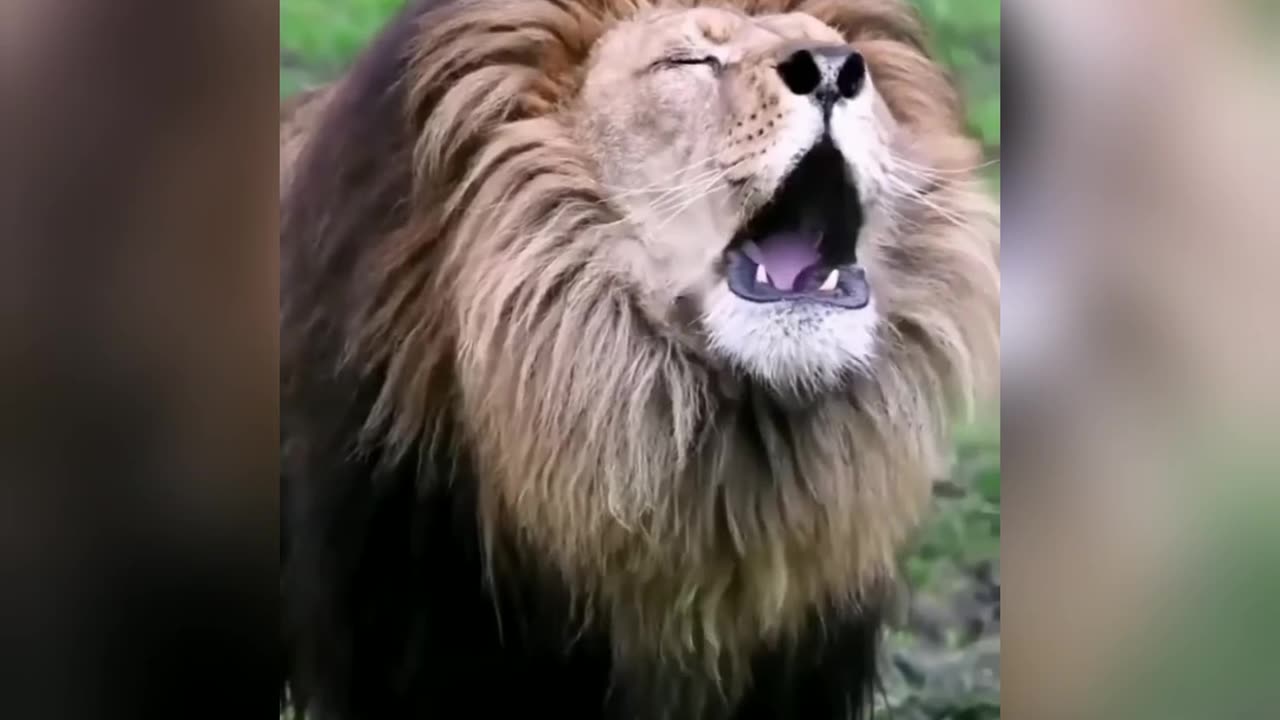 Angry lion roaring to hunt